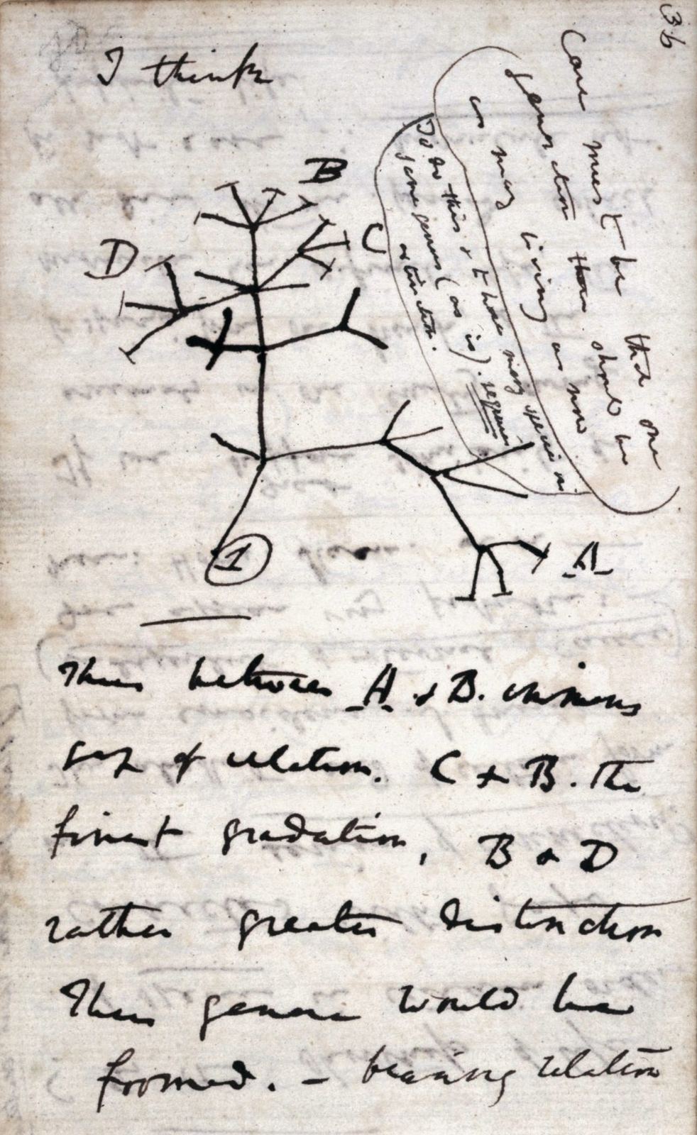 Charles Darwin's first sketch of an evolutionary tree, headed “I think”